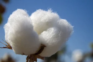 Algodón