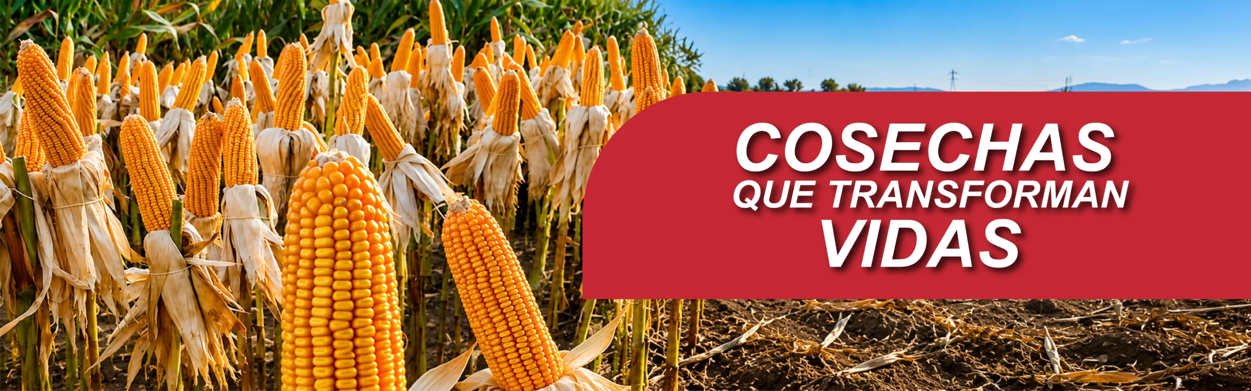 Maíz_Banner_Interoc