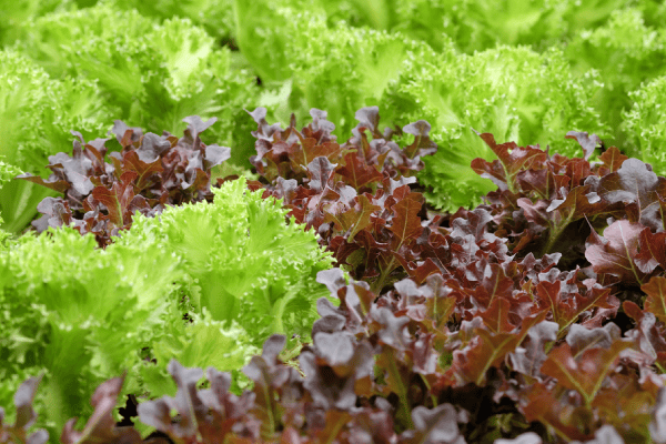 Lechuga